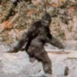 Legal Bigfoot Hunting in Texas